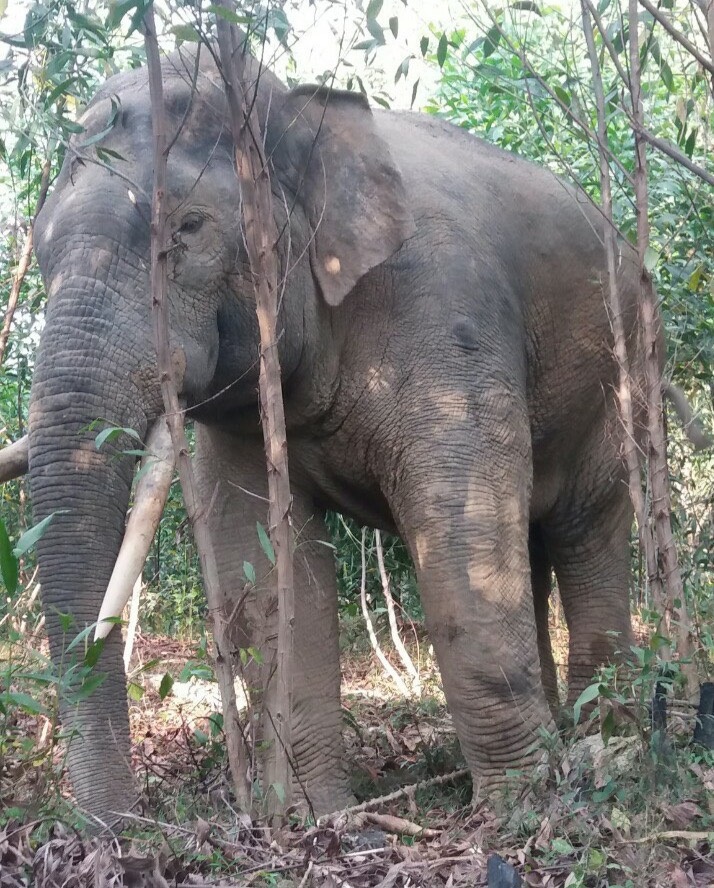 Đồng Nai: Người dân nơm nớp nỗi lo voi rừng liên tục phá hoại cây trồng - Ảnh 1