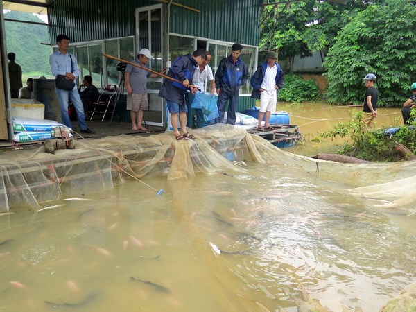 Thủy điện Tuyên Quang xả lũ, hơn 70 tấn cá bị nước cuốn trôi - Ảnh 1