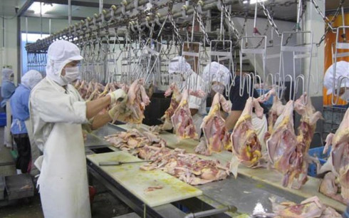Xuất khẩu gà sang Nhật Bản: Thành công từ chuỗi liên kết giá trị - Ảnh 1