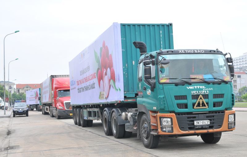 Có “giấy thông hành” vào các thị trường lớn, vải thiều Bắc Giang đã tiêu thụ được hơn 53.000 tấn - Ảnh 5