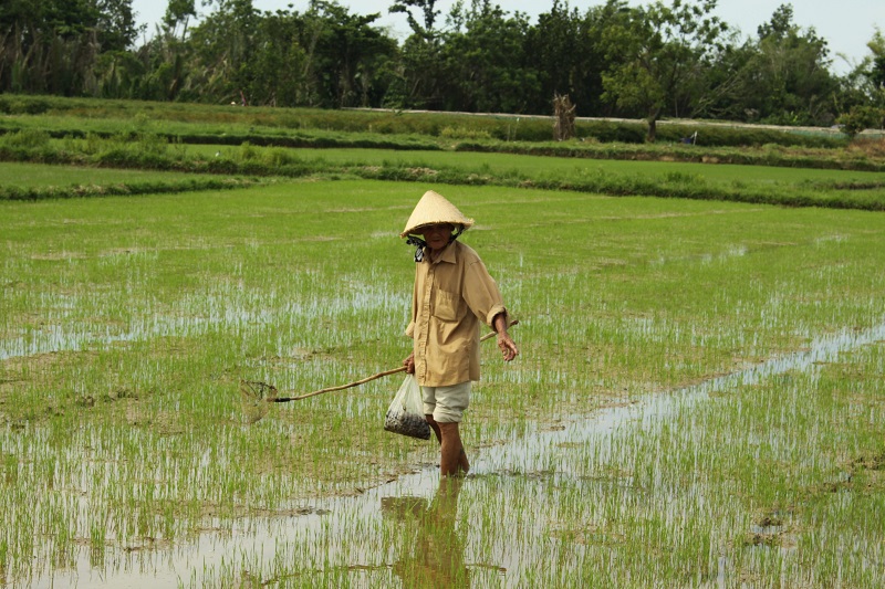 Quảng Ngãi: Ốc bươu vàng gây hại trên diện rộng - Ảnh 2