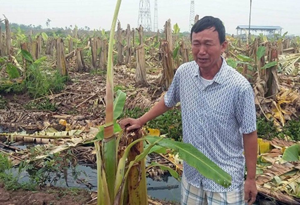 Công an thông tin vụ hàng nghìn cây chuối bị giang hồ chặt phá - Ảnh 1