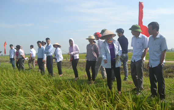 Khảo nghiệm, sản xuất thử nghiệm 5 giống lúa mới - Ảnh 1