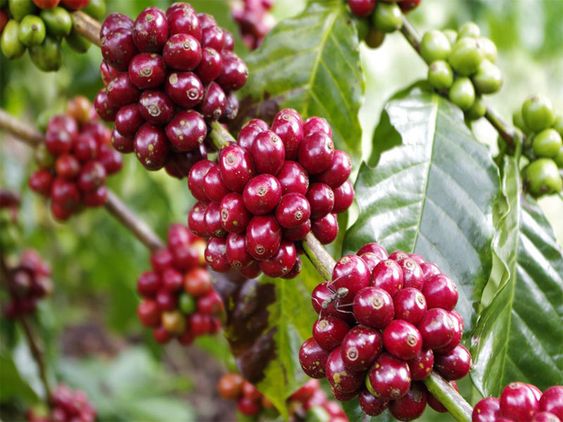 Giá cà phê hôm nay 14/4: Tiếp tục tăng, trong nước trên đà tới mốc 33.000 đồng/kg - Ảnh 1