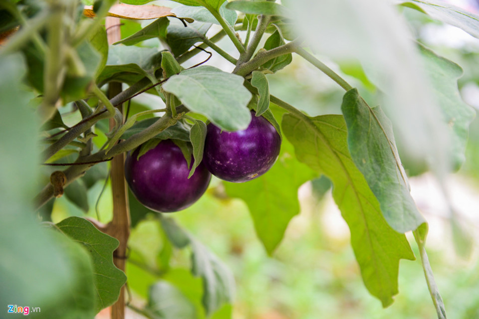 Kiểu trồng rau “độc nhất vô nhị” ở Hà Nội - Ảnh 12