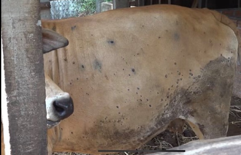 Quảng Ngãi: Bệnh viêm da nổi cục hoành hành trên đàn gia súc - Ảnh 1