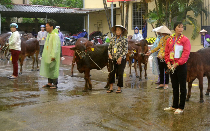 Huyện Thạch Thất trao tặng bò sinh sản cho 30 hộ nghèo - Ảnh 2