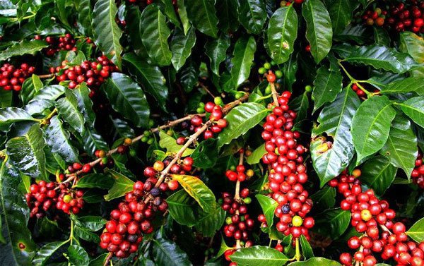 Giá cà phê hôm nay 16/4: Arabica tiếp đà tăng ấn tượng, dự báo sản lượng sụt giảm mạnh - Ảnh 1