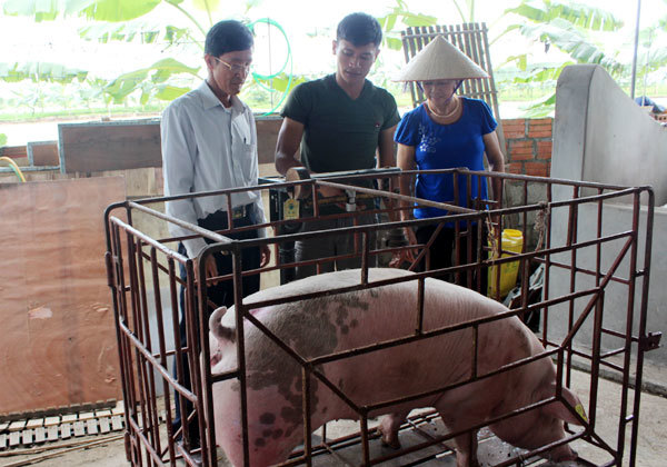 Giá lợn hơi tại Hà Nội đạt 23.500 đồng/kg - Ảnh 1