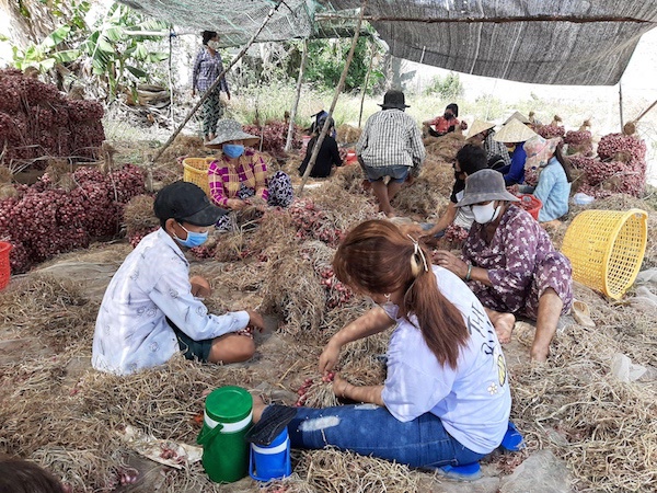 Chủ tịch UBND tỉnh Sóc Trăng “ra lời kêu gọi” giải cứu hành tím - Ảnh 3