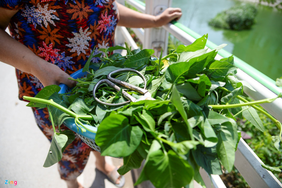 Kiểu trồng rau “độc nhất vô nhị” ở Hà Nội - Ảnh 18