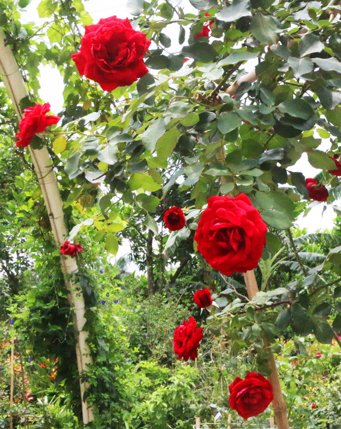 “Hút hồn” Vương quốc hoa hồng đầu tiên tại Việt Nam - Ảnh 3