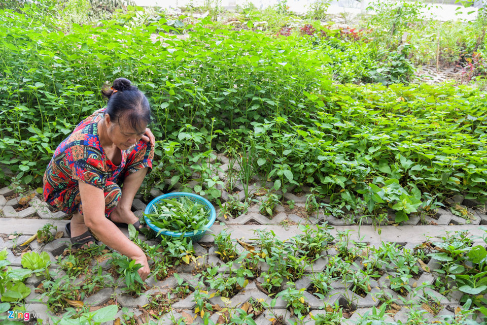 Kiểu trồng rau “độc nhất vô nhị” ở Hà Nội - Ảnh 13