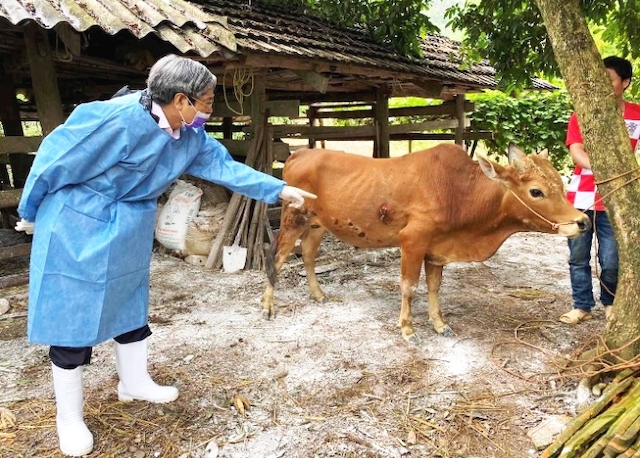 Hơn 1 triệu trâu, bò được tiêm phòng vaccine viêm da nổi cục - Ảnh 1