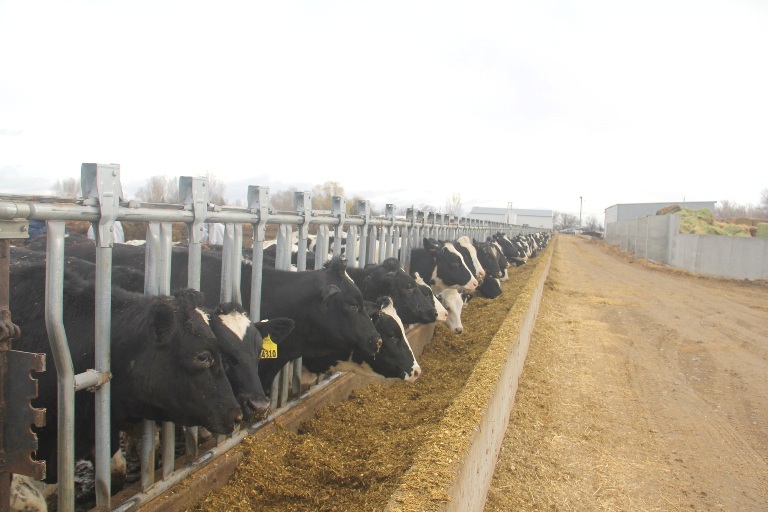 Vinamilk nhập hơn 2.000 con bò sữa cao sản từ Mỹ - Ảnh 1