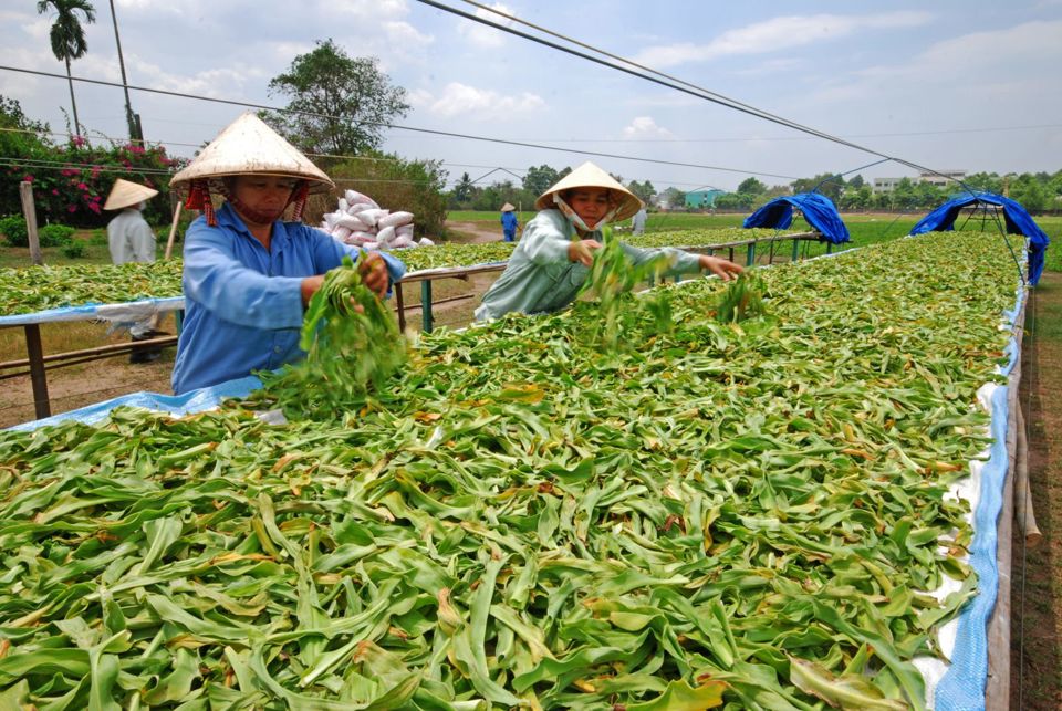 3 định hướng phát triển ngành dược liệu Việt Nam - Ảnh 1