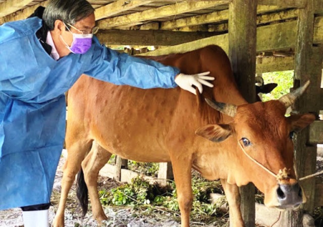 Hà Nội xem xét việc tiêm vaccine phòng bệnh viêm da nổi cục cho toàn bộ trâu, bò - Ảnh 1