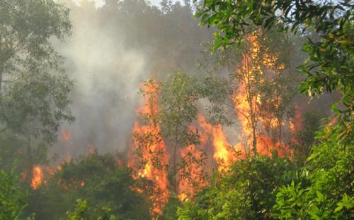 Phó Thủ tướng yêu cầu làm rõ một số vụ phá rừng, cháy rừng - Ảnh 1