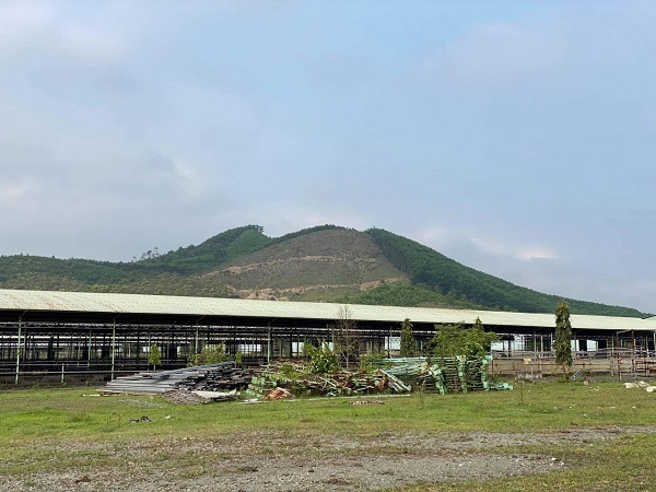 Đại dự án nuôi bò tại Hà Tĩnh sau nhiều năm “đắp chiếu” sẽ được “hồi sinh” - Ảnh 1