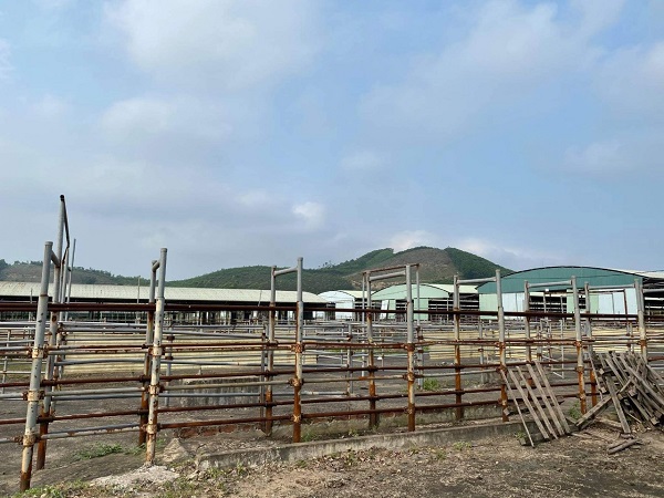 Đại dự án nuôi bò tại Hà Tĩnh sau nhiều năm “đắp chiếu” sẽ được “hồi sinh” - Ảnh 2