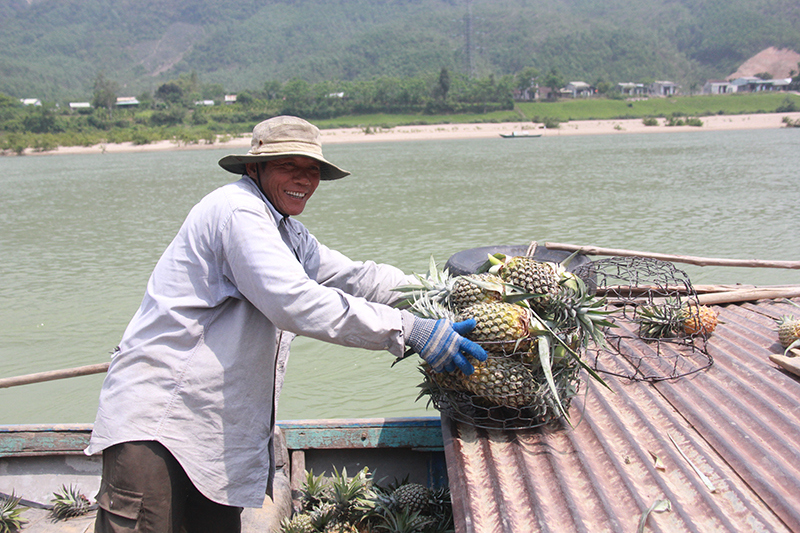 Nông dân Quảng Nam phấn khởi vì được mùa dứa - Ảnh 2