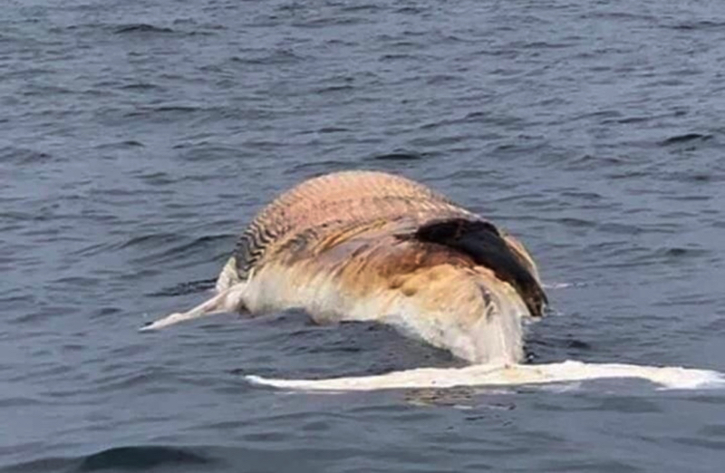 Hải Phòng: Chôn cất xác cá voi nặng khoảng 10 tấn trôi dạt vào bờ - Ảnh 1