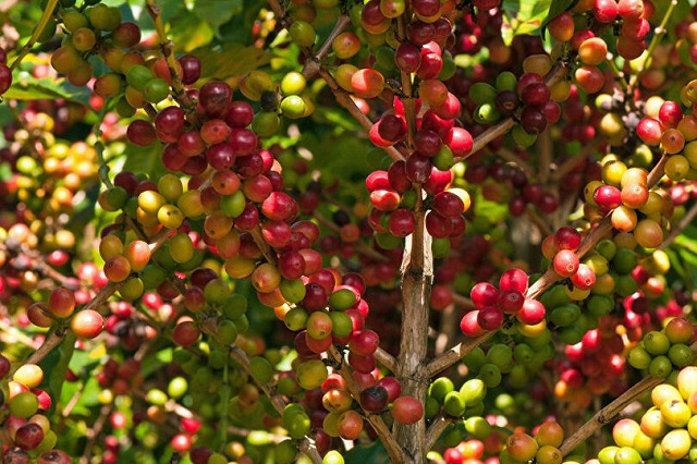 Giá cà phê hôm nay 21/4: Dòng vốn ồ ạt chảy về hàng hóa giúp cà phê thế giới tăng mạnh - Ảnh 1