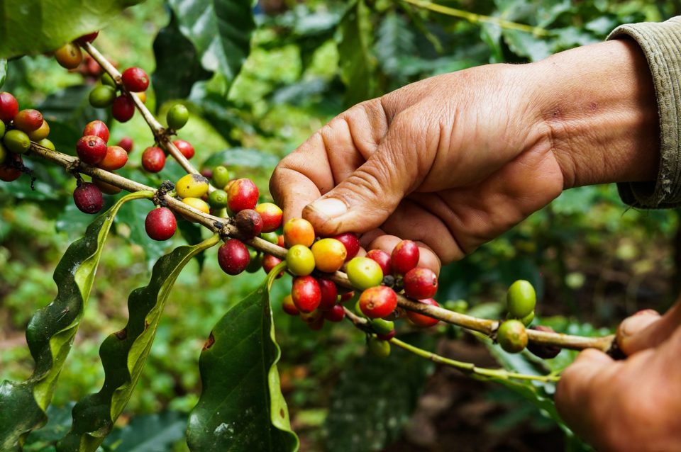 Giá cà phê hôm nay 22/4: Robusta vượt mốc 1.400 USD/tấn, xuất khẩu cà phê giảm mạnh - Ảnh 1