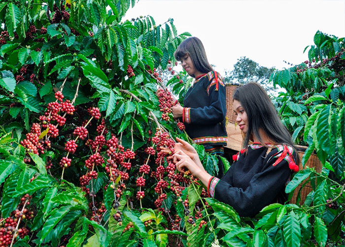 Giá cà phê hôm nay 1/4: Arabica đảo chiều tăng, Robusta ở mức thấp nhất 20 ngày qua - Ảnh 1