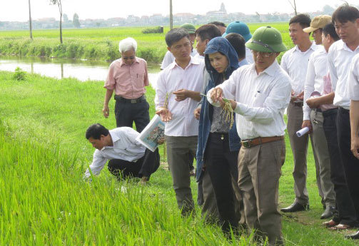 Huyện Phú Xuyên tiếp tục sản xuất thử nghiệm giống lúa Đại Dương 2 - Ảnh 1