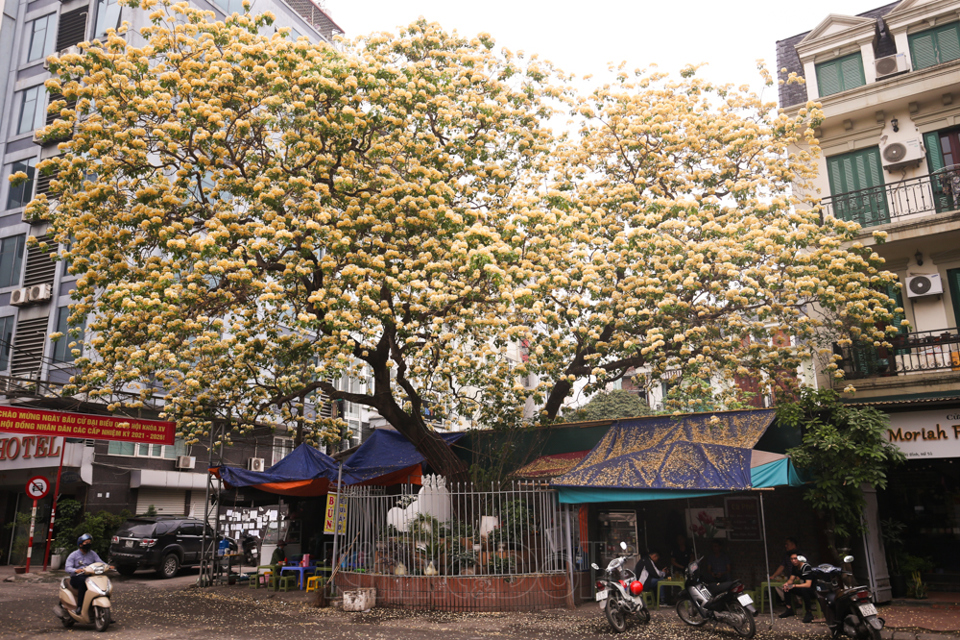[Ảnh] Hà Nội: Cây hoa bún hơn 300 tuổi khoe sắc vàng rực rỡ đầu tháng 4 - Ảnh 1