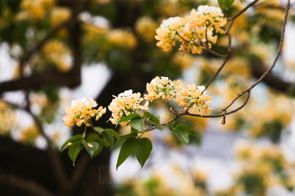 [Ảnh] Hà Nội: Cây hoa bún hơn 300 tuổi khoe sắc vàng rực rỡ đầu tháng 4 - Ảnh 11