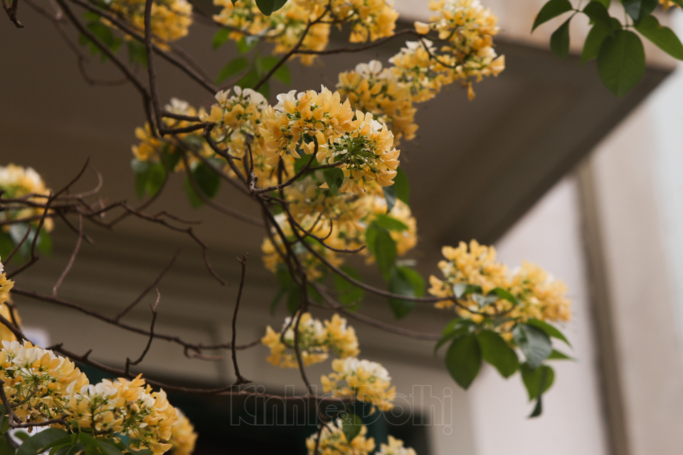 [Ảnh] Hà Nội: Cây hoa bún hơn 300 tuổi khoe sắc vàng rực rỡ đầu tháng 4 - Ảnh 12