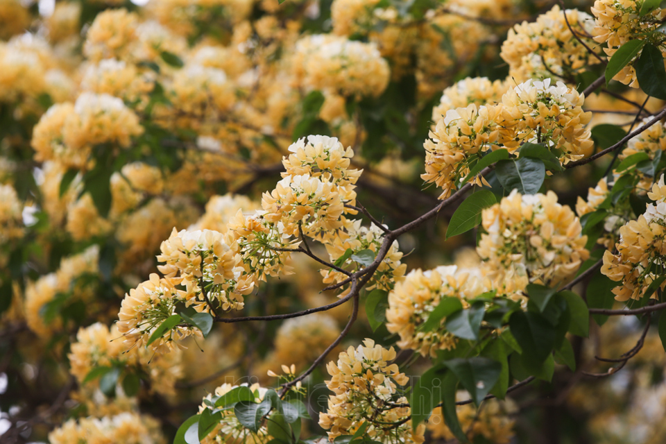 [Ảnh] Hà Nội: Cây hoa bún hơn 300 tuổi khoe sắc vàng rực rỡ đầu tháng 4 - Ảnh 13