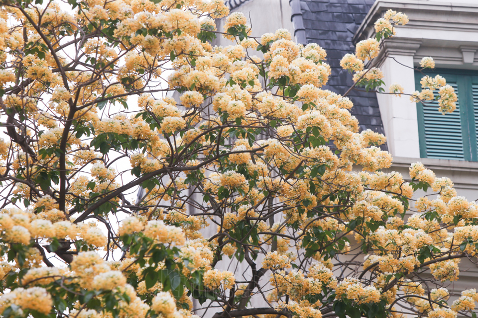 [Ảnh] Hà Nội: Cây hoa bún hơn 300 tuổi khoe sắc vàng rực rỡ đầu tháng 4 - Ảnh 14