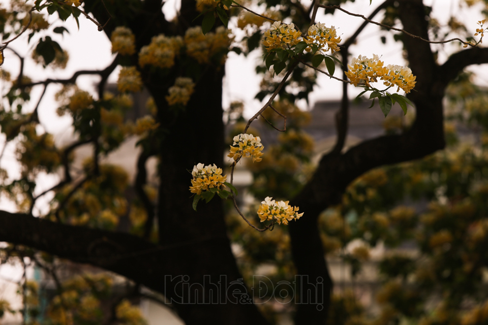 [Ảnh] Hà Nội: Cây hoa bún hơn 300 tuổi khoe sắc vàng rực rỡ đầu tháng 4 - Ảnh 15