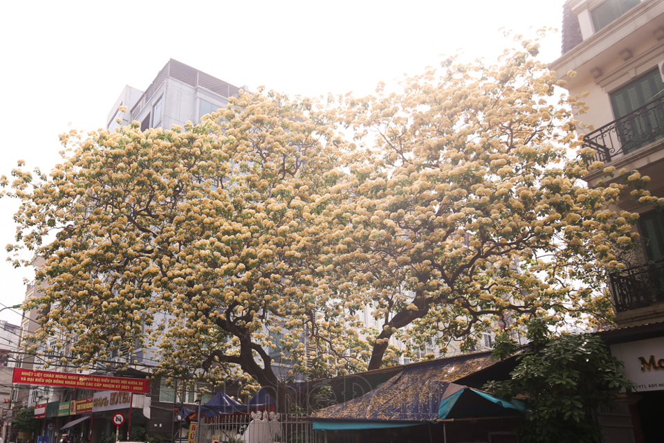 [Ảnh] Hà Nội: Cây hoa bún hơn 300 tuổi khoe sắc vàng rực rỡ đầu tháng 4 - Ảnh 16