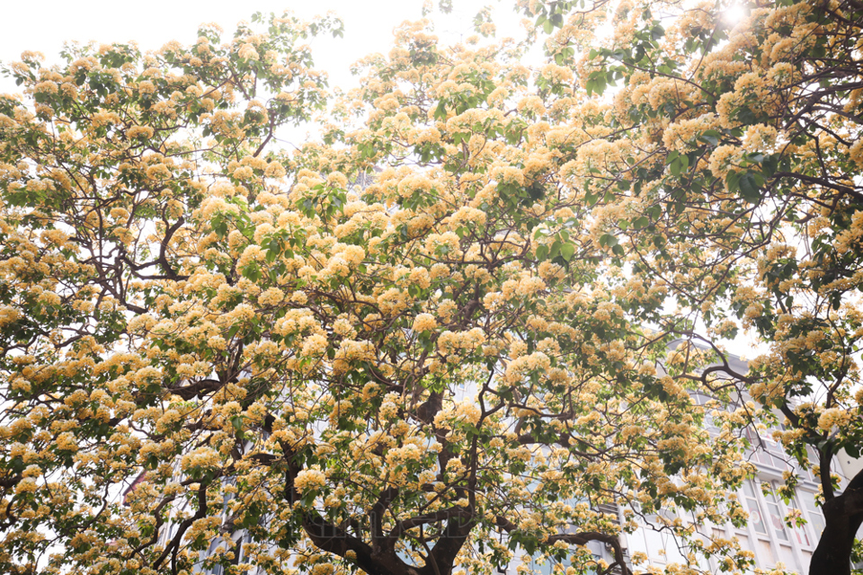 [Ảnh] Hà Nội: Cây hoa bún hơn 300 tuổi khoe sắc vàng rực rỡ đầu tháng 4 - Ảnh 2