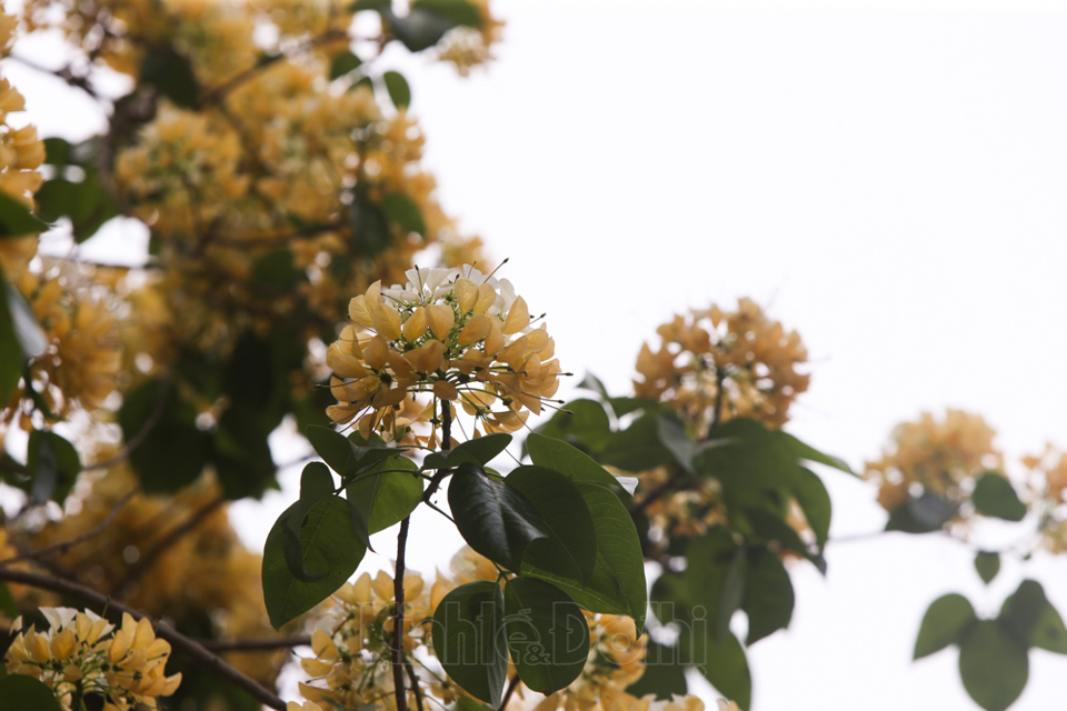[Ảnh] Hà Nội: Cây hoa bún hơn 300 tuổi khoe sắc vàng rực rỡ đầu tháng 4 - Ảnh 3