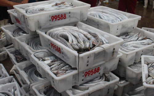 Ngư dân Nghệ An trúng mẻ cá hơn một tỷ đồng - Ảnh 1