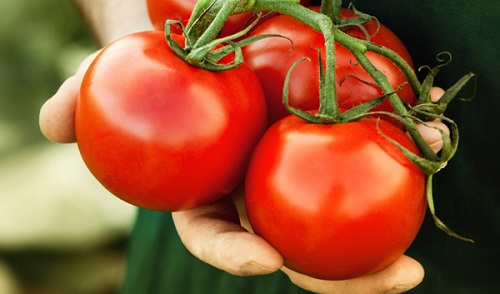 Ăn cà chua sai cách dễ mắc nhiều bệnh nguy hiểm - Ảnh 1
