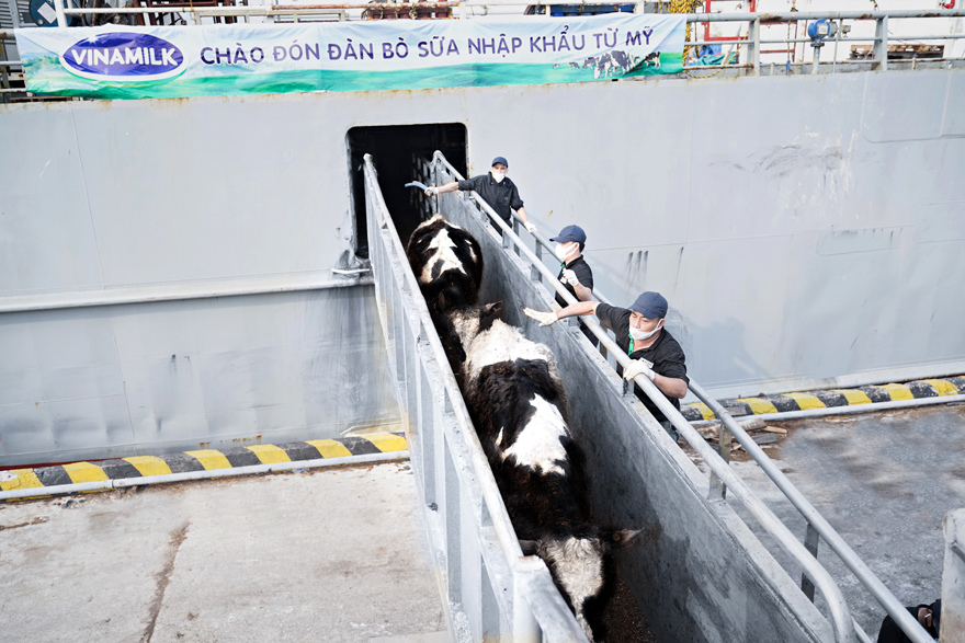 Hành trình của hơn 2.100 bò sữa "VIP" từ Mỹ về trang trại của Vinamilk tại Quảng Ngãi - Ảnh 2