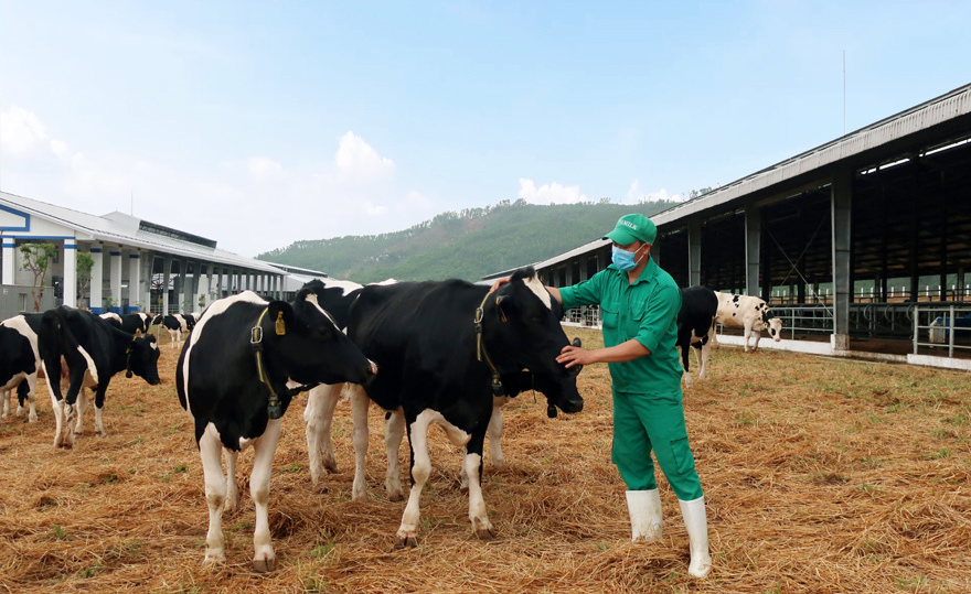 Hành trình của hơn 2.100 bò sữa "VIP" từ Mỹ về trang trại của Vinamilk tại Quảng Ngãi - Ảnh 5