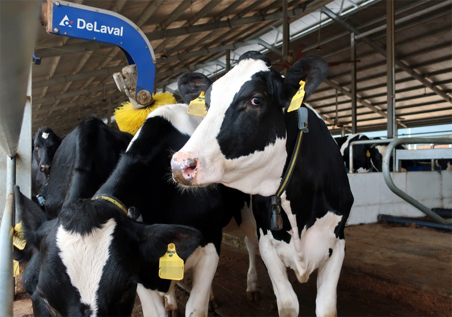 Hành trình của hơn 2.100 bò sữa "VIP" từ Mỹ về trang trại của Vinamilk tại Quảng Ngãi - Ảnh 6