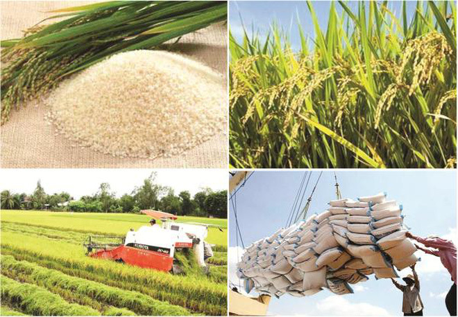 Đẩy mạnh hoạt động xuất khẩu gạo - Ảnh 1