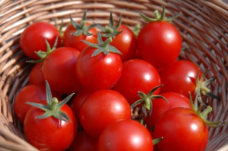 Cách đơn giản để bảo quản cà chua chín sau khi được "giải cứu" - Ảnh 1