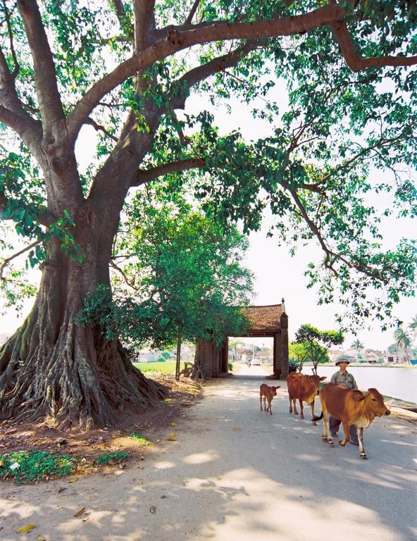 Những trải nghiệm khó quên ở làng cổ Đường Lâm - Ảnh 2