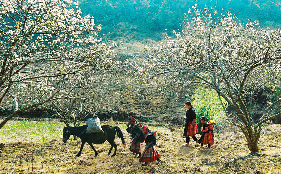 Hoa mận, hoa đào rực rỡ đầu Xuân trên cao nguyên Mộc Châu - Ảnh 19
