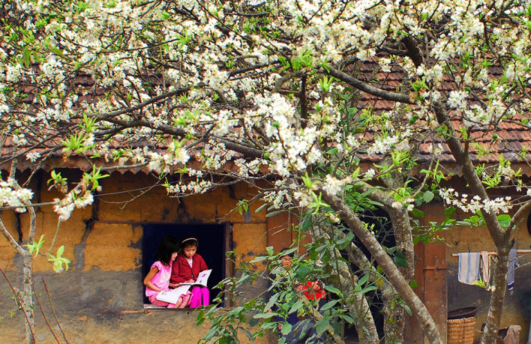 Hoa mận, hoa đào rực rỡ đầu Xuân trên cao nguyên Mộc Châu - Ảnh 8