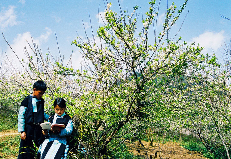 Hoa mận, hoa đào rực rỡ đầu Xuân trên cao nguyên Mộc Châu - Ảnh 9